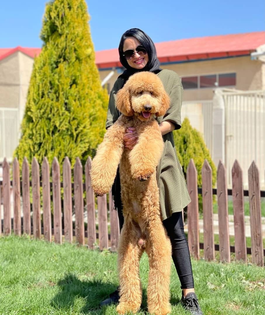 مولد نژاد پودل استاندارد پیچ